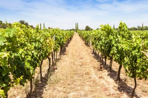 Provence vineyard Stock Photos