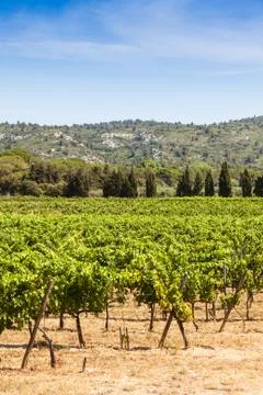 Provence vineyard Foto stock