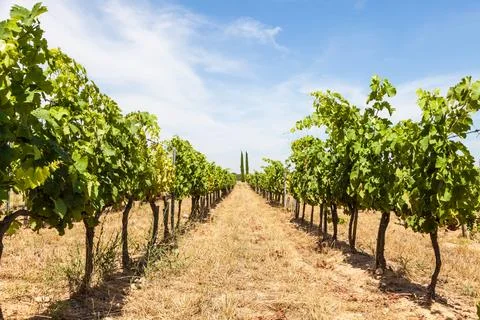 Provence vineyard 库存照片
