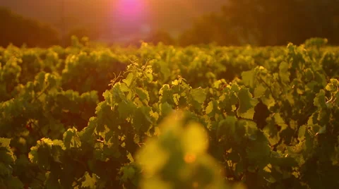 Provence vineyard track left sunset Stock Footage 54693218