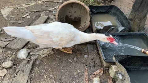 Providing clean drinking water for backyard poultry as part of daily animal.. Stock Footage 325261085
