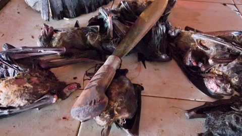 Providing population with normal food global problem.Bats and rousettes. 스톡 동영상 298253860