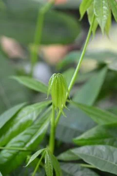 Provision tree Stock Photos