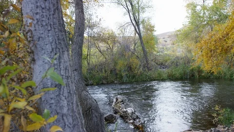 Provo River revealed as camera wraps around tree and over the water Stock Footage 93561832