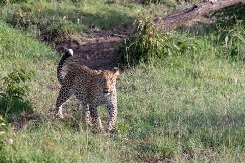 On the prowl Stock Photos