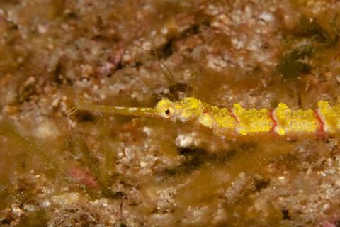 On the prowl in the seagrass Stock Photos