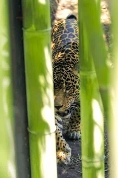 Prowling jaguar Stock Photos