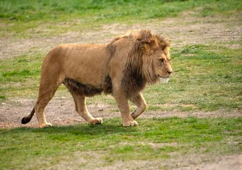 Prowling lion Stock Photos