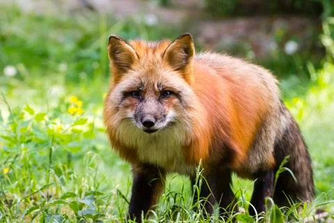 Prowling Red Fox Stock Photos