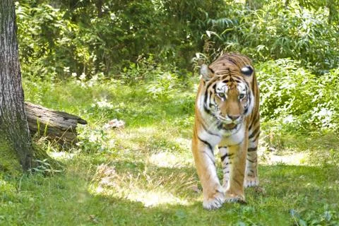 Prowling Tiger Stock Photos