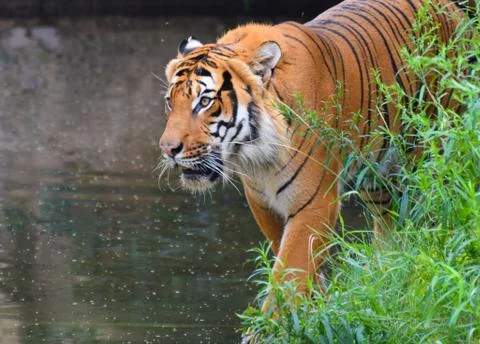 Prowling Tiger Stock Photos