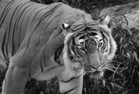 Prowling Tiger Stock Photos