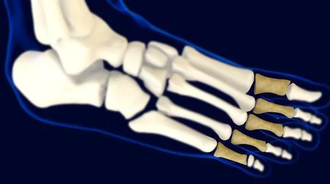 Proximal Phalanges foot bones Anatomy 3D Rendering Illustrazione stock