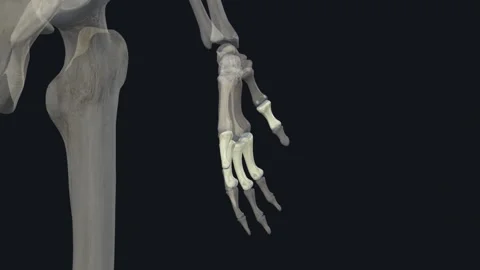 The proximal phalanx of the fingers is the proximal, or first bone, Stock Footage 252033252