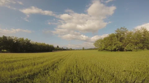 Proximity Flight Over a Wheat Field Stock Footage 89983488