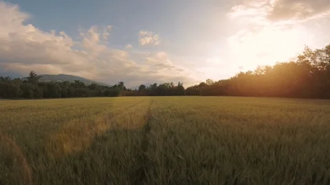 Proximity Low Flight Over a Wheat Field in the Sunset Stock Footage 89982490