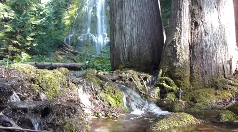 Proxy Falls and Trees Video stock 29287246