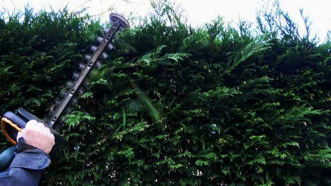 Prune closeup or conifer. Stockbeeldmateriaal 127634020