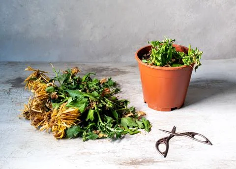 Prune a dead flower in a pot Stock Photos