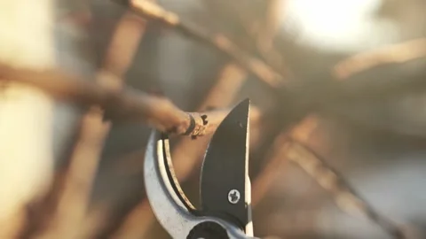 Prune a fruit tree in winter video Stock Footage 170136122