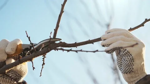 Prune a fruit tree in winter video Stock Footage 170136188