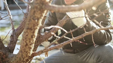Prune a fruit tree in winter video Stock Footage 170136424