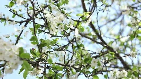 Prune tree blossom Stock Footage 10886270