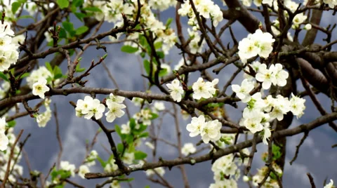 Prune tree flowering - pan left Stock Footage 38146664