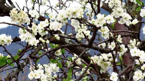 Prune tree flowering - pan right Stock-Footage 38150887