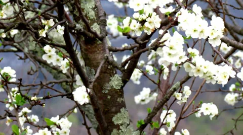 Prune tree flowering - tilt up Stock Footage 38155599