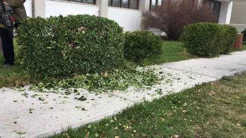 Prune trees. 스톡 동영상 90625673