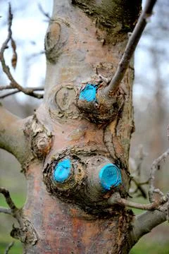 Pruned and protected apple tree in an orchard Stock Photos