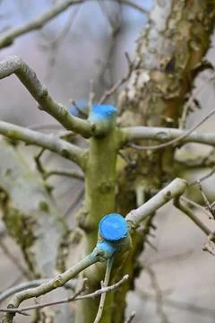 Pruned and protected apple tree in orchard i n winter Stock Photos