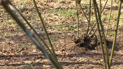 Pruned blackberry branches in spring Stock Footage 36112461