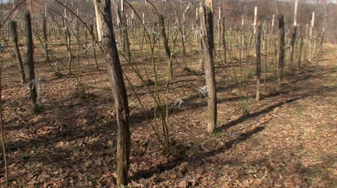 Pruned blackberry orchard Stock Footage 36112423