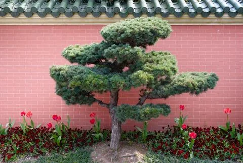 Pruned Bonsai Tree With Red Tulips Against Traditional Asian Tiled Wall In Stock Photos