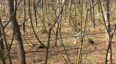 Pruned bramble orchard Stock Footage 36112550