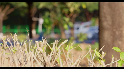 Pruned Branches with Blurred Traffic for Mindfulness Background Use Stock Footage 327795730