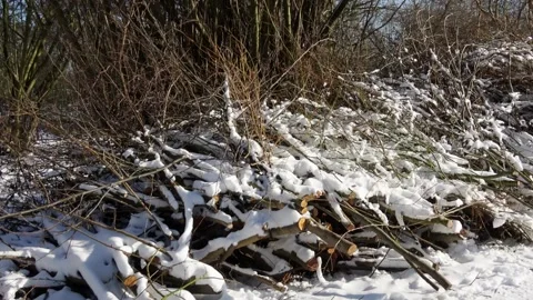 Pruned branches in the snowy park Stock Footage 148736200