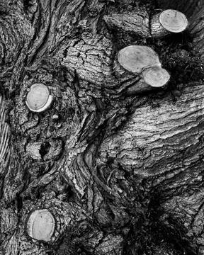 Pruned Cedar Stock Photos