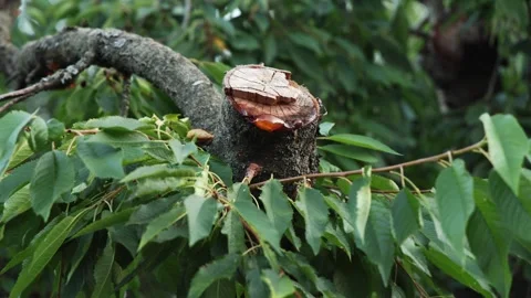 Pruned Cherry Tree Branch Oozing Sap on Cut Stock Footage 345356081