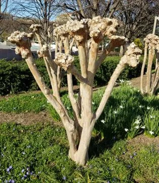 Pruned Crape Myrtle tree trunk in spring 写真素材