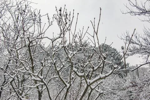 Pruned Deciduous Tree Covered with Snow in Winter Stock Photos