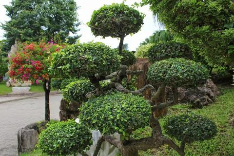 Pruned decorative tree with ball-shaped bushes. Stock Photos