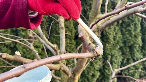 Pruned Fruit tree spring protection Видео 300261719