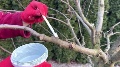 Pruned Fruit tree spring protection Stockbeeldmateriaal 300262604