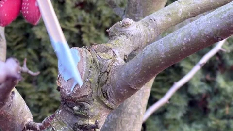 Pruned Fruit tree spring protection Stockbeeldmateriaal 300263054