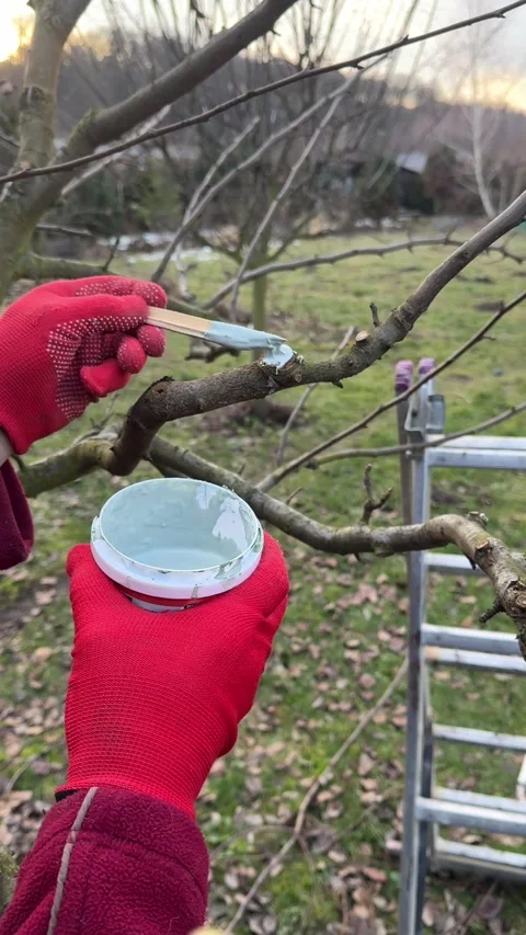 Pruned Fruit tree spring protection Stock Footage 300263706