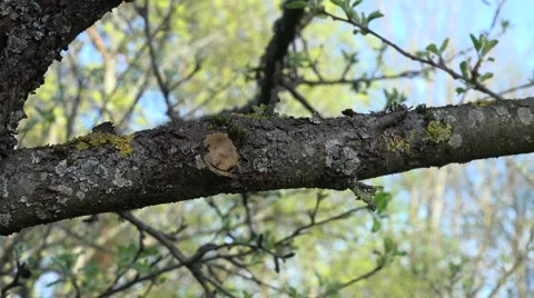 Pruned fruit tree twig and unfolding leaves buds in spring. 4K Stock Footage 51802377