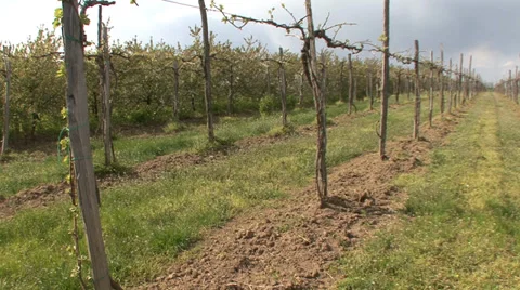 Pruned grape vines in spring Stock-Footage 39661459